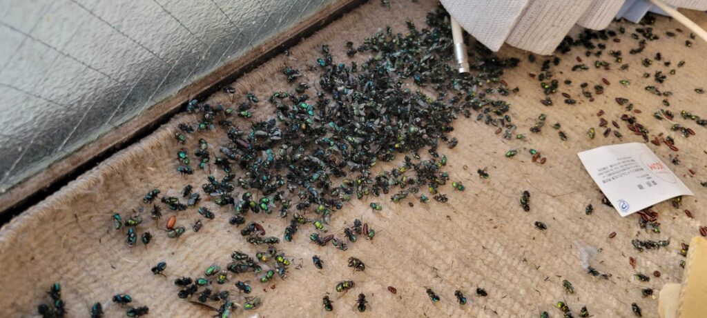 孤独死 特殊清掃 害虫 ハエ 特殊清掃業者