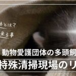 猫多頭飼育崩壊