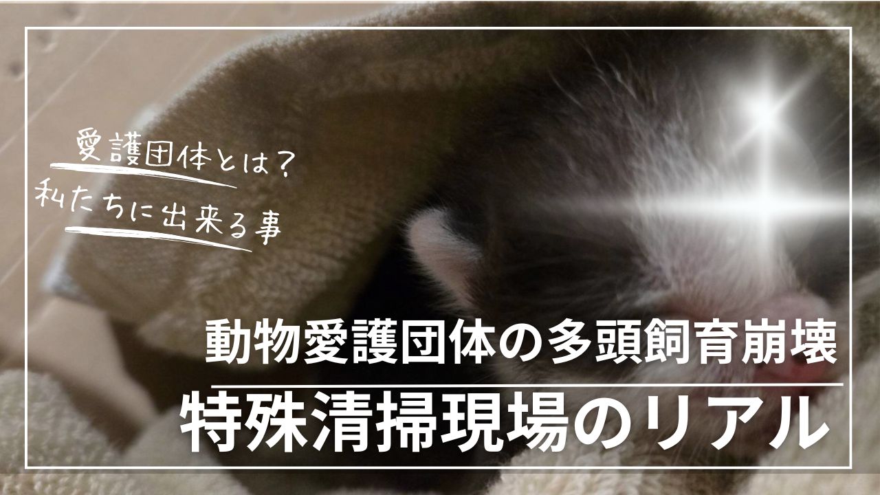 猫多頭飼育崩壊